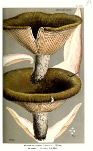 Lactarius turpis-Cooke