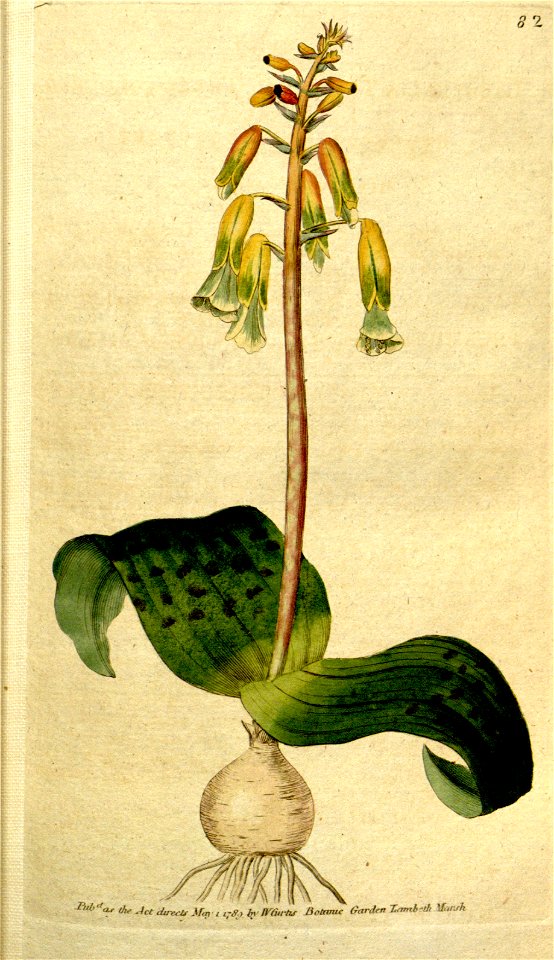 Lachenalia aloides