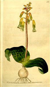 Lachenalia aloides