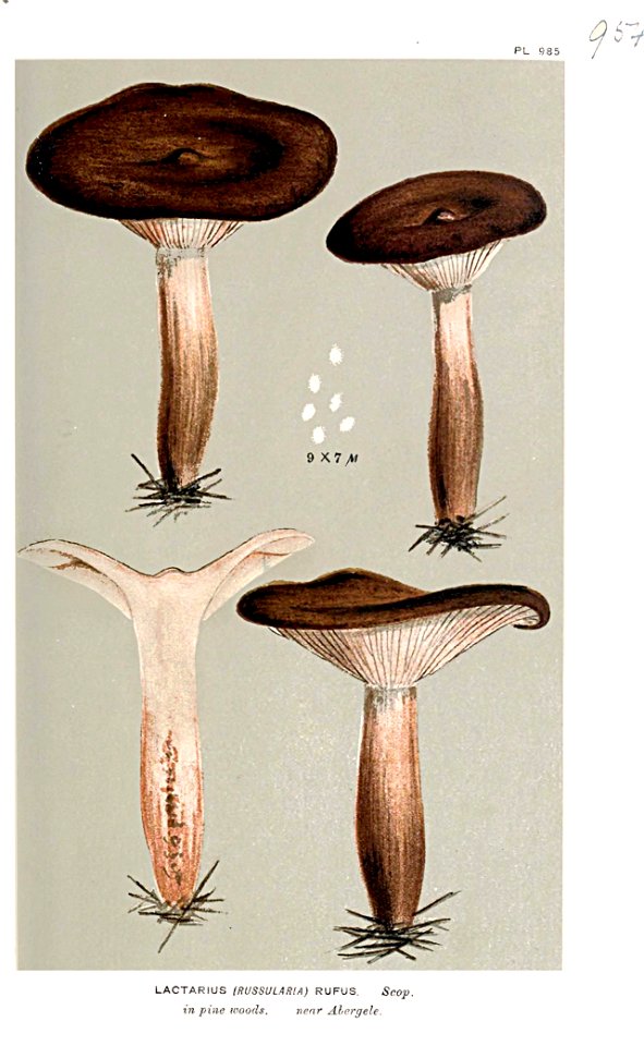 Lactarius rufus-Cooke