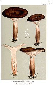 Lactarius rufus-Cooke