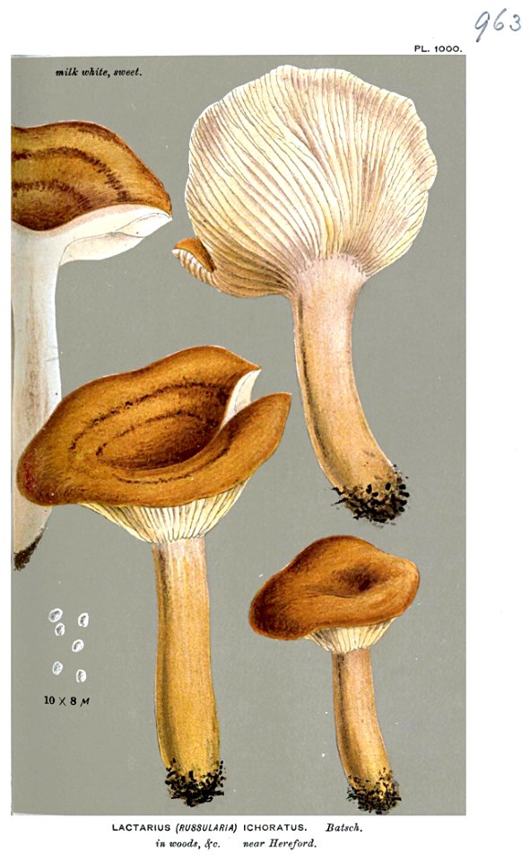 Lactarius ichoratus-Cooke