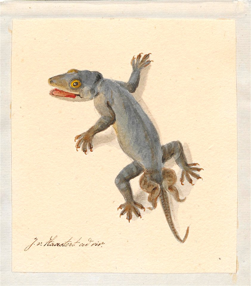 Lacerta spec. - 1753-1834 - Print - Iconographia Zoologica - Special Collections University of Amsterdam - UBA01 IZA1000204