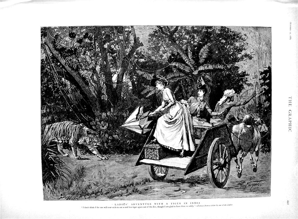 Ladies' adventure with a tiger in India (The Graphic, 1889)
