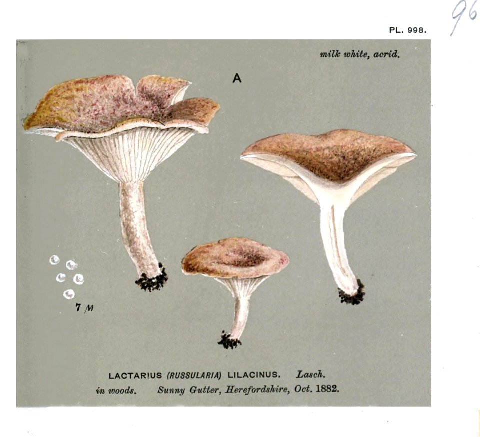 Lactarius lilacinus-Cooke