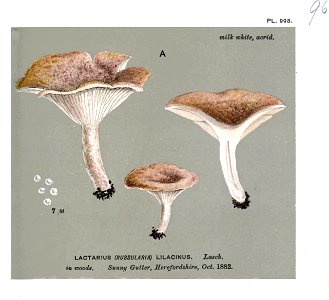 Lactarius lilacinus-Cooke