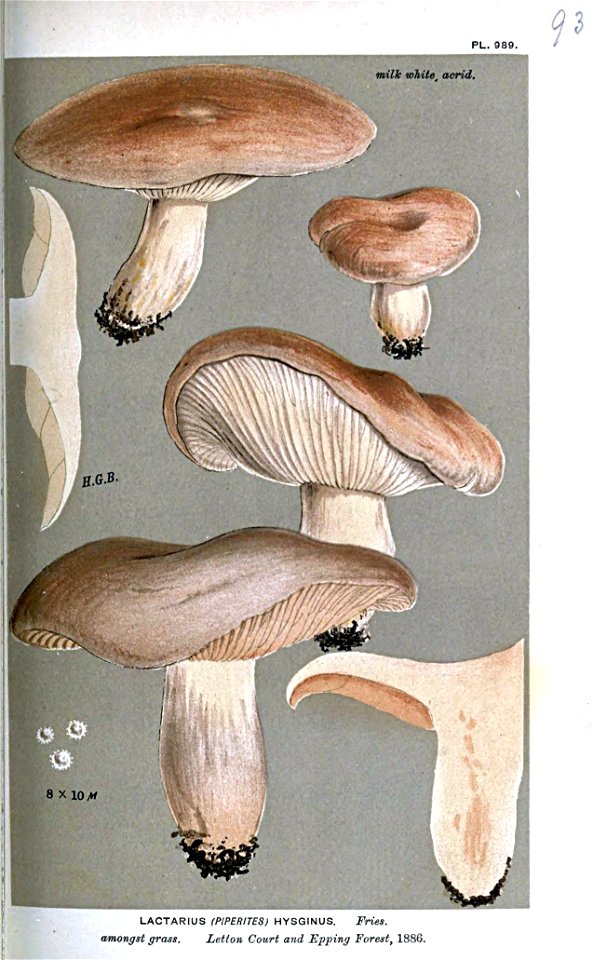 Lactarius hysginus-Cooke