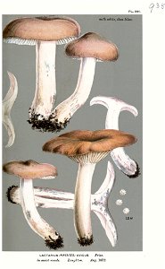 Lactarius uvidus-Cooke