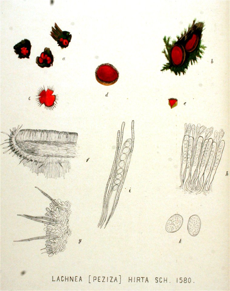 Lachnea hirta — Flora Batava — Volume v20