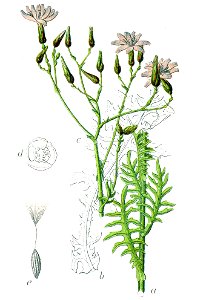 Lactuca perennis Sturm47. Free illustration for personal and commercial use.