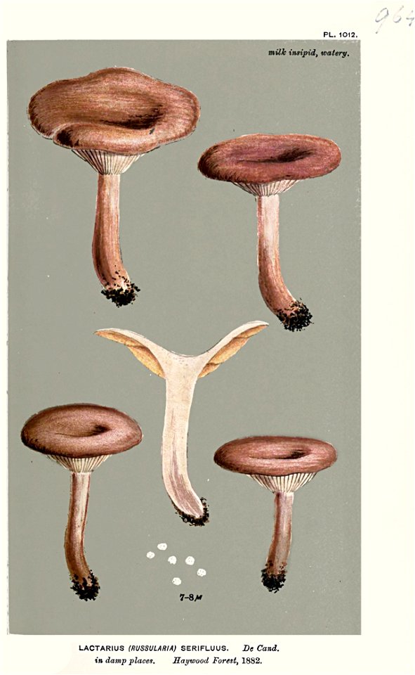 Lactarius serifluus-Cooke
