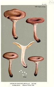 Lactarius serifluus-Cooke