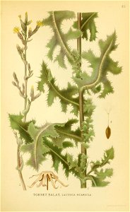 Lactuca serriola001