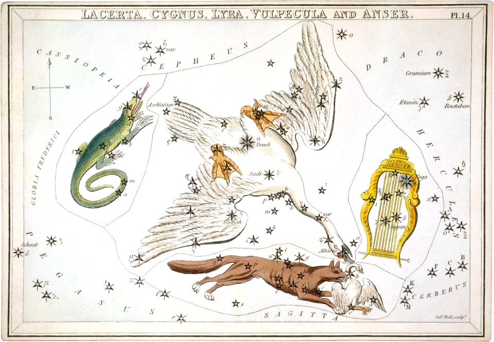 Lacerta, Cygnus, Lyra, Vulpecula and Anser retouched