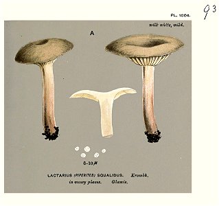 Lactarius squalidus-Cooke