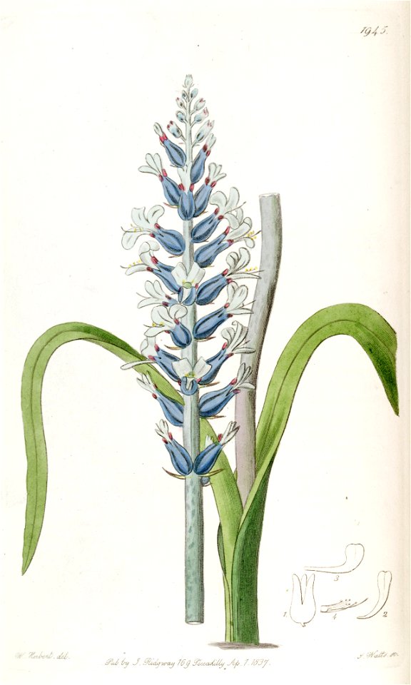 Lachenalia orchioides subsp. glaucina 2