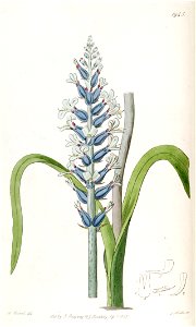 Lachenalia orchioides subsp. glaucina 2