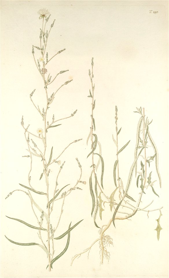 Lactuca saligna