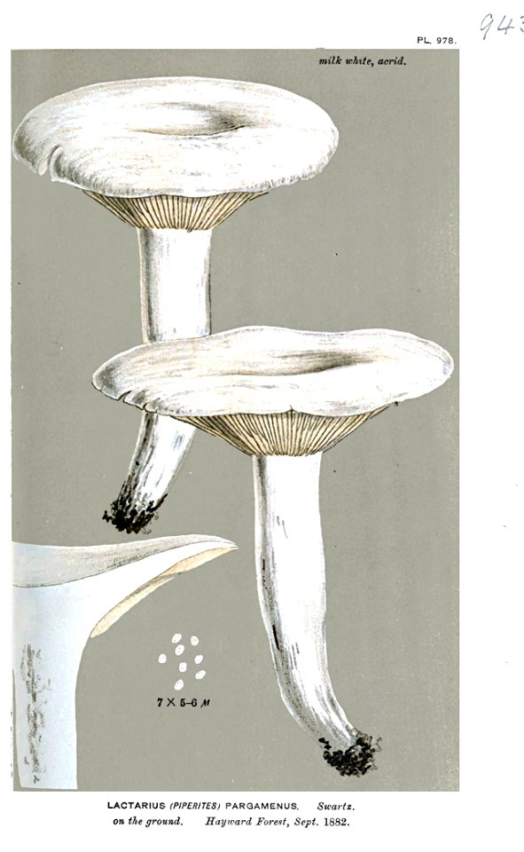 Lactarius pargamenus-Cooke