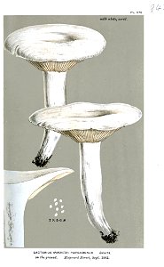 Lactarius pargamenus-Cooke