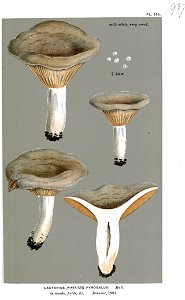 Lactarius pyrogalus-Cooke