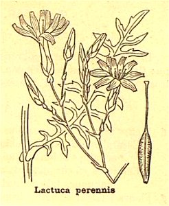 Lactuca perennis