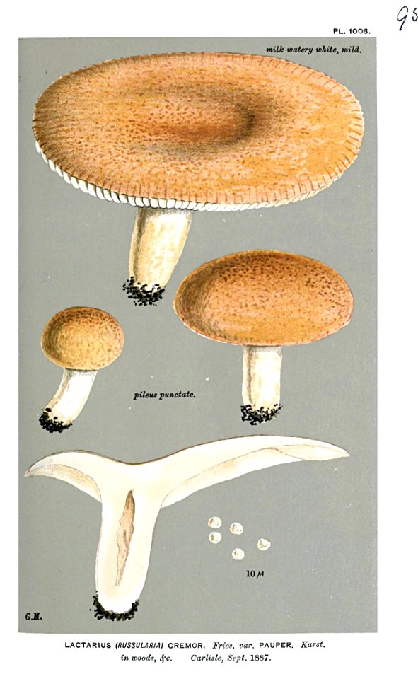 Lactarius cremor-Cooke