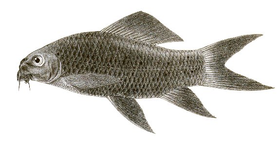 Labeo nigrescens Griesbach 127