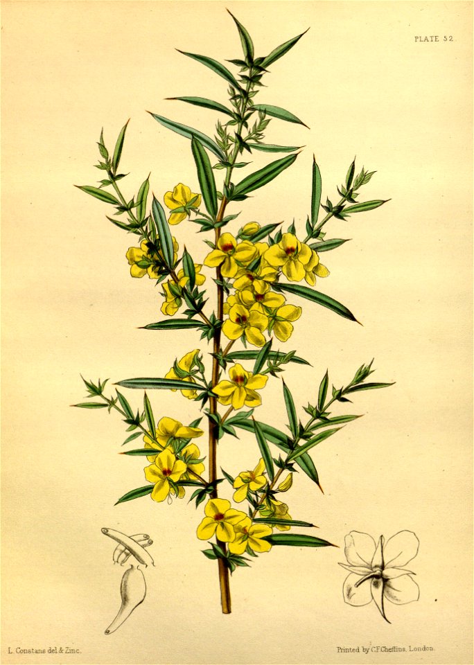 Labichea lanceolata Paxton 052