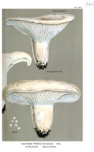 Lactarius exsuccus-Cooke