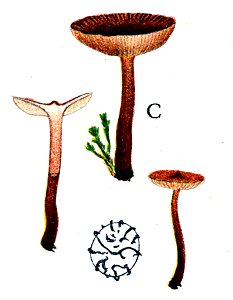 Lactarius-omphaliformis-Lange-Tab-175-C