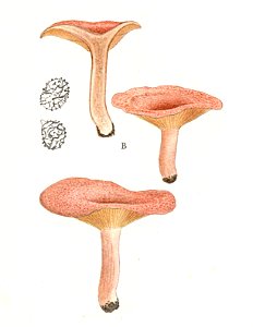 Lactarius lilacinus-J.E.Lange