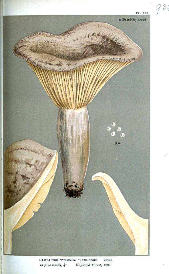 Lactarius flexuosus-Cooke
