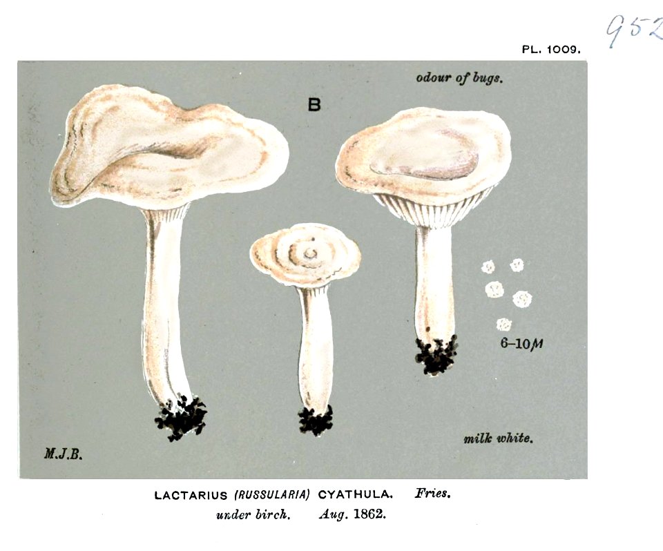 Lactarius cyathula-2-Cooke