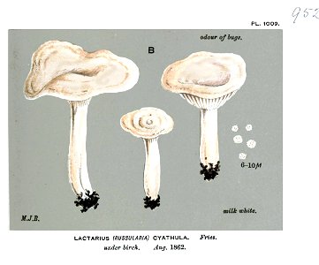Lactarius cyathula-2-Cooke