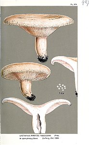 Lactarius pubescens--Cooke