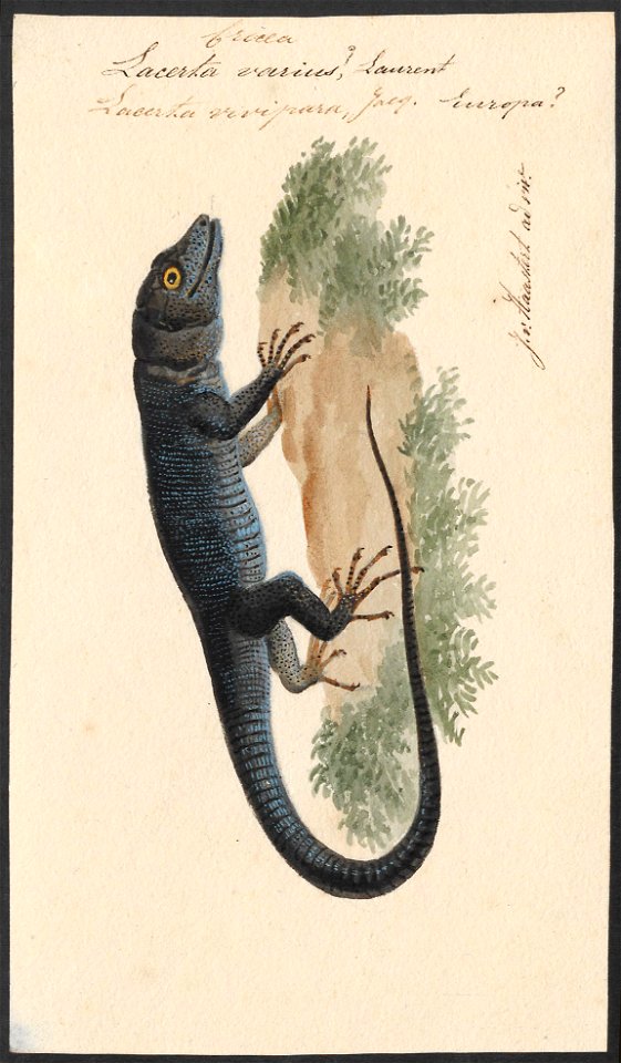 Lacerta varius - 1753-1834 - Print - Iconographia Zoologica - Special Collections University of Amsterdam - UBA01 IZA1000202