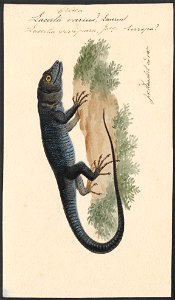 Lacerta varius - 1753-1834 - Print - Iconographia Zoologica - Special Collections University of Amsterdam - UBA01 IZA1000202