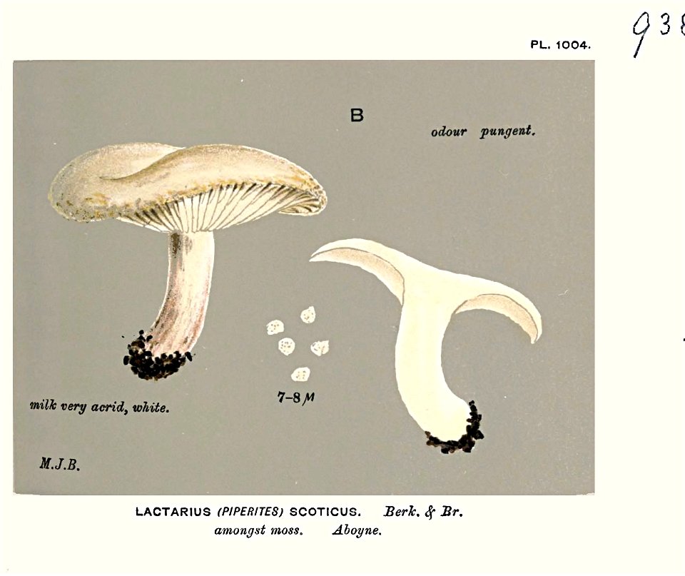 Lactarius scoticus-Cooke