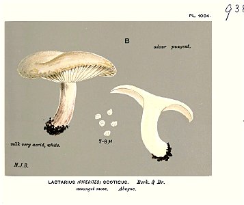 Lactarius scoticus-Cooke