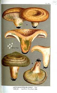 Lactarius deliciosus-Cooke