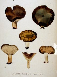 Lactarius blennius — Flora Batava — Volume v20