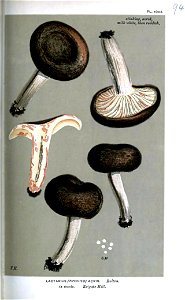 Lactarius acris-Cooke