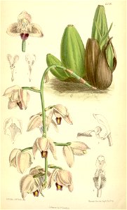 Lacaena spectabilis - Curtis' 106 (Ser. 3 no. 36) pl 6516 (1880)