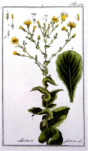 Lactuca sativa - 001x
