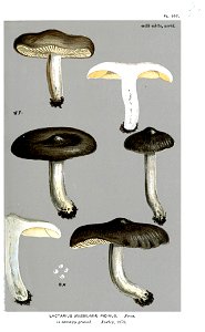 Lactarius picinus-Cooke