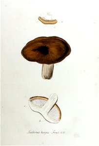 Lactarius turpis — Flora Batava — Volume v11. Free illustration for personal and commercial use.