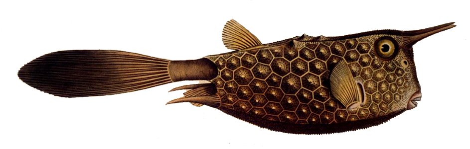 Lactoria cornuta