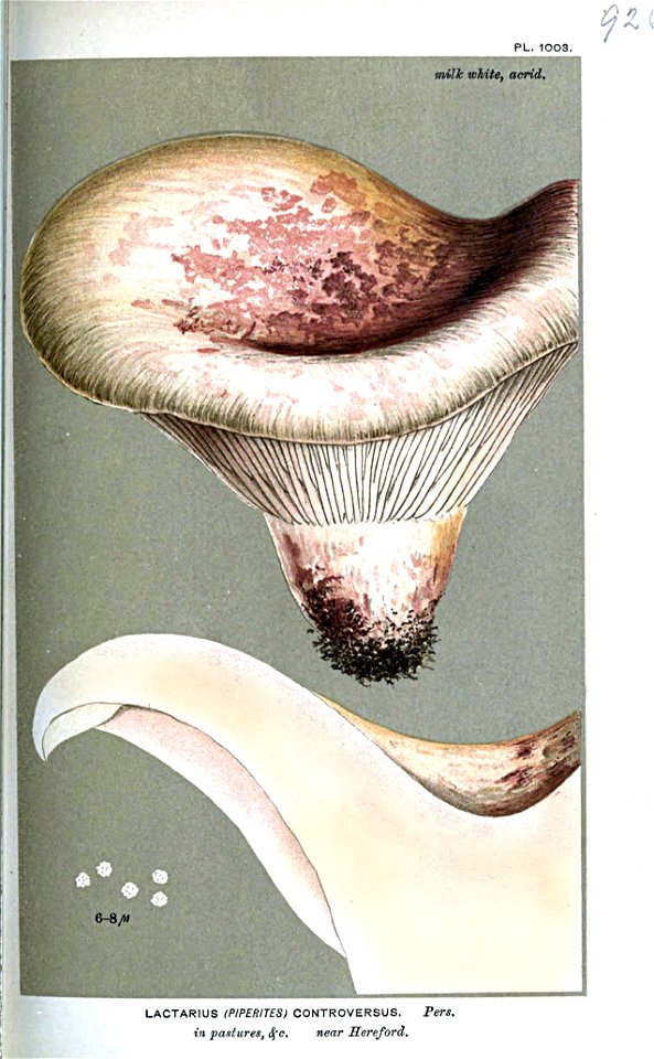 Lactarius controversus-Cooke