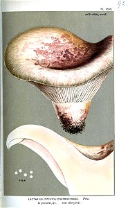 Lactarius controversus-Cooke